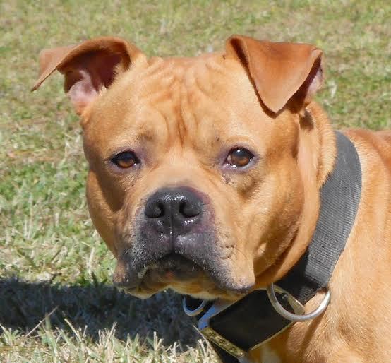 Buster Dallas, 30942696, is a 7-year-old, male, boxer terrier mi x, who is available for adoption at Flagler Humane Societiy. Courtesy photo