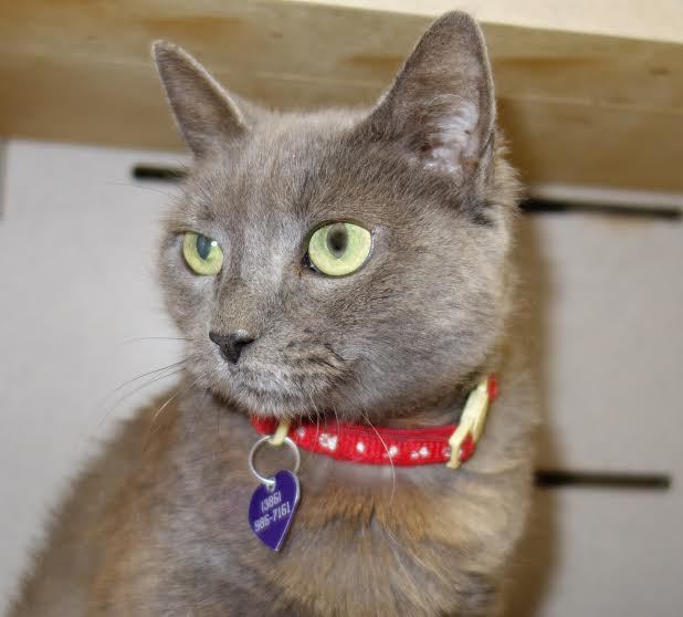 Abby, 30918740, is a 7-year-old female cat available at Flagler Humane Society Courtesy photo