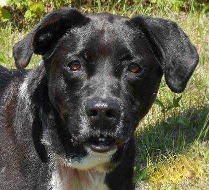 Aleah, 31207591, is a 9-year-old female Labrador mix with lots of love to give. Available at Flagler Humane Society. Courtesy photo