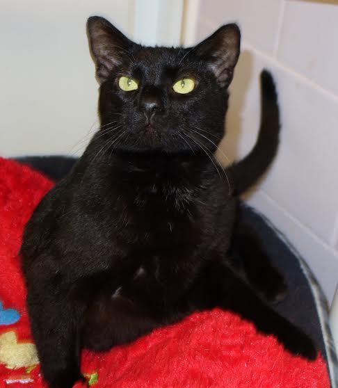 Hulk, 30742892, is a 5-year-old, male cat available at Flagler Humane Society. Courtesy photo