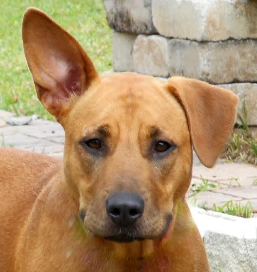 Babs, 31323692, is a 3-year-old, female hound mix, avaialbe at Flagler Humane Society. Courtesy photo