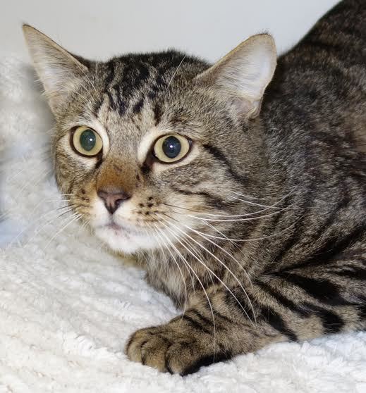 Odin, 31169878, is a 2-year-old, male cat, available at the Flagler Humane Society. Courtesy photo