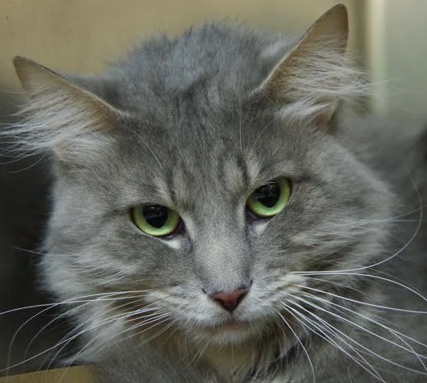 Oliver, 31364137, is a 6-year-old, male gray cat, available at Halifax Humane Society. Courtesy photo