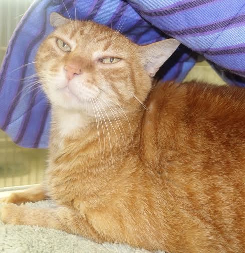 Morris, 31415350, is an 8-year-old, male orange and white cat, available at Flagler Humane Society.  Courtesy photo