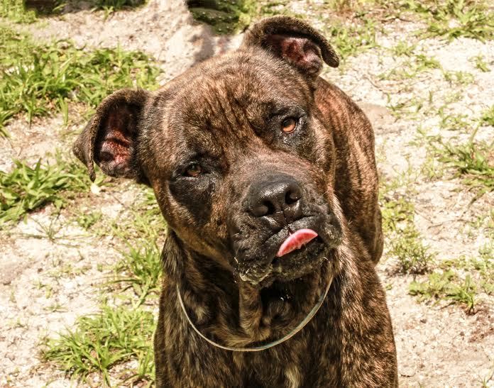 Bruno, 31179378, is a 4-year-old, male American Staffordshire terrier, available at Halifax Humane Society. Courtesy Photo