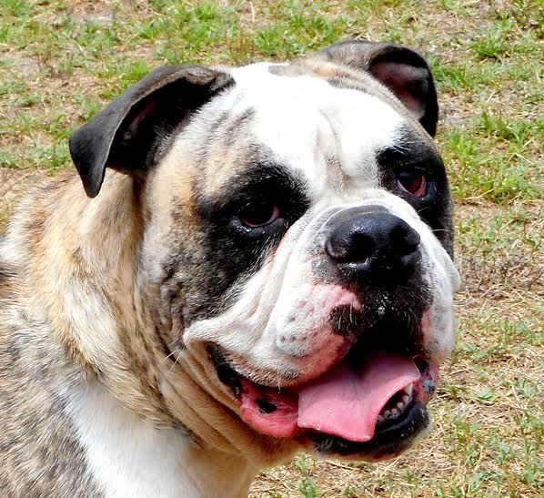 Buster, 31456477, is a 2-year-old, male, Old English Bulldog, available at Flagler Humane Society. Courtesy photo.