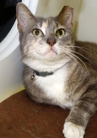 Scarlett, 31243052, is a 4-year-old, female cat available at Flagler Humane Society.Courtesy photo