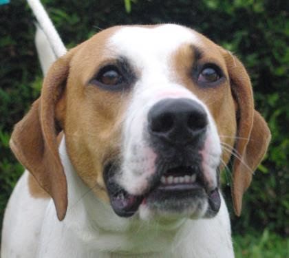 Colt, 23664000, is a 1-year-old, male hound mix, available at Halifax Humane Society. Courtesy photo