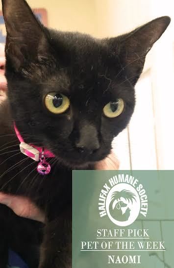 Naomi, 30594112, is a 3-year-old, female cat, and the staff pick of the week at Halifax Humane Society. Courtesy photo