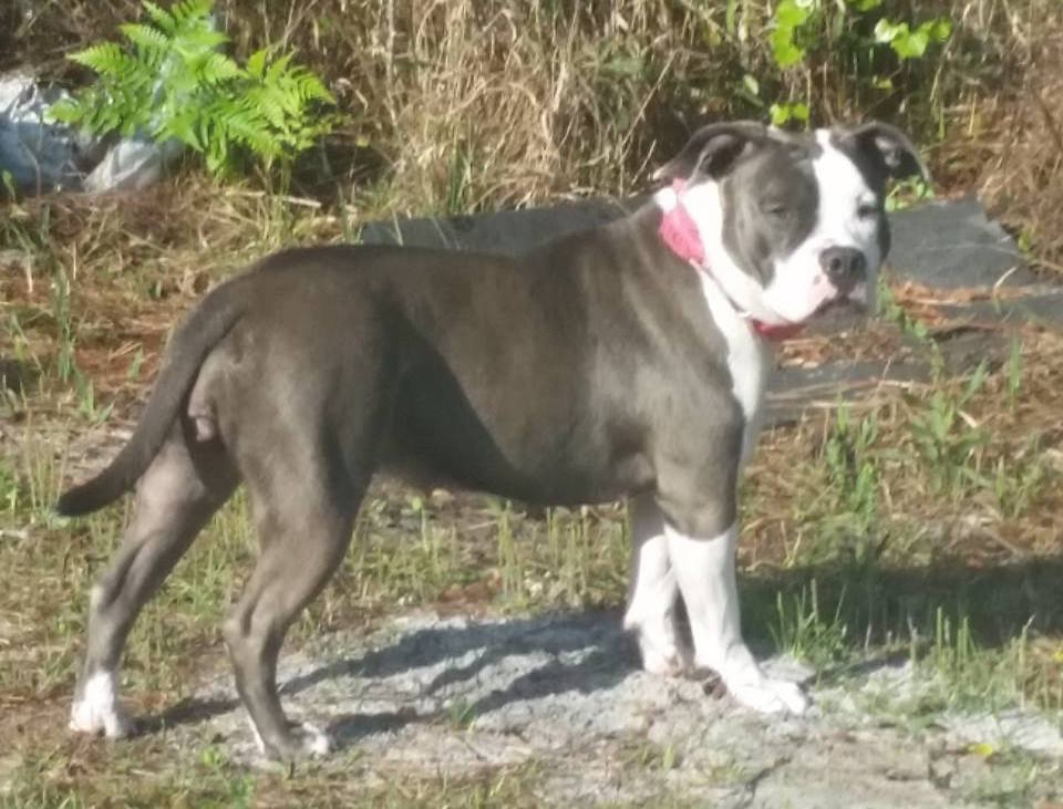 Ice is a 2-year-old pitbull. Anyone who sees her is asked to call the Sheriff's Office at 386-313-4911, or her owner at 386-246-9605. (Courtesy photo)