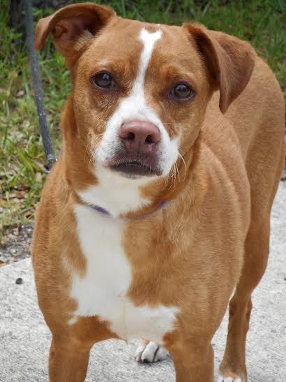 Helga, 31421950, is a 4-year-old female boxer/terrier, avaiable at Flagler Humane Society. Courtesy photo