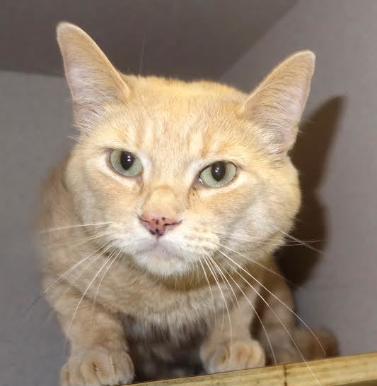 Winston, 31589877,is a 4-year-old male domestic shorthair cat, available at Flagler Humane Society. Courtesy photo.