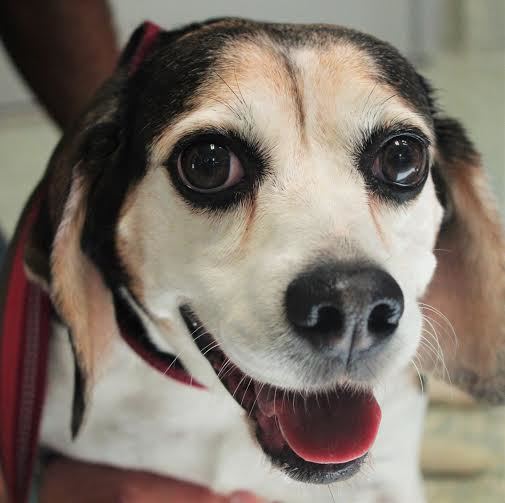 Juliet, 31411524, is a 6-year old, female beagle mix, available at Halifax Humane Society. Yes her Romeo, another beagle, is also available. Courtesy photo