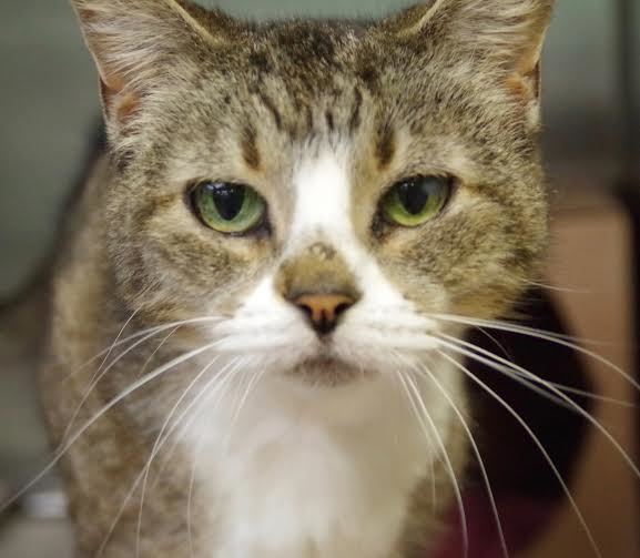 Sassy, 31410265, is a 9-year-old, female domestic shorthair cat, available at Halifax Humane Society. Courtesy photo