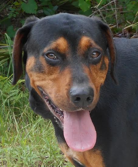 Bevo, 31554019, is a 5-year-old, male Doberman mix, available at Flagler Humane Society. Courtesy photo