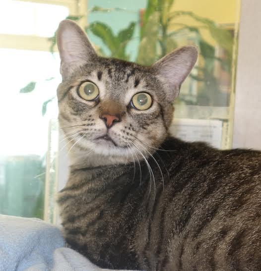 Jeepers, 30915507, is a 2-year-old, male cat, available at Flagler Humane Society. Courtesy photo