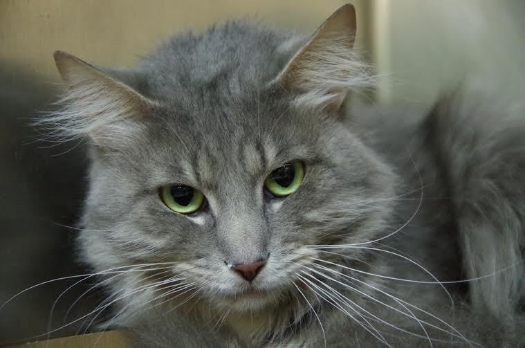 Oliver, 31308037, is a 2-year-old male cat, available at Halifax Humane Society. Courtesy photo