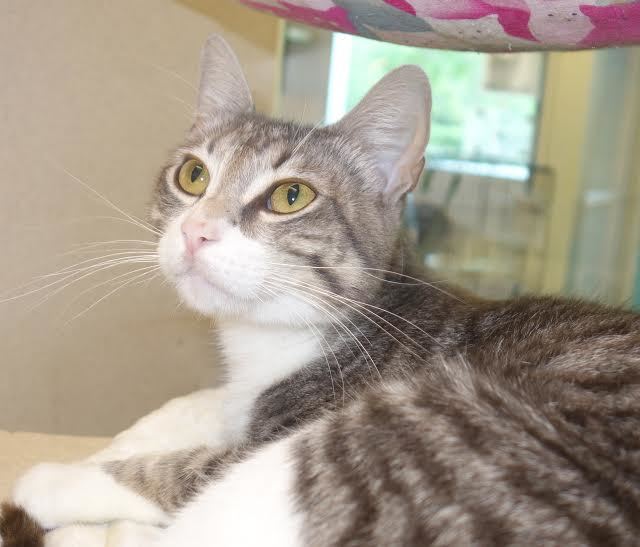 Amaretto, 31531247, is a 2-year-old female cat, available at Flagler Humane Society. Courtesy photo