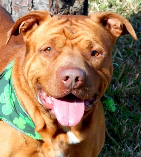 Big Red, 31461066, is a 3-year-old, male, terrier/Sharpei mix, available at Flagler Humane Society. Courtesy photo