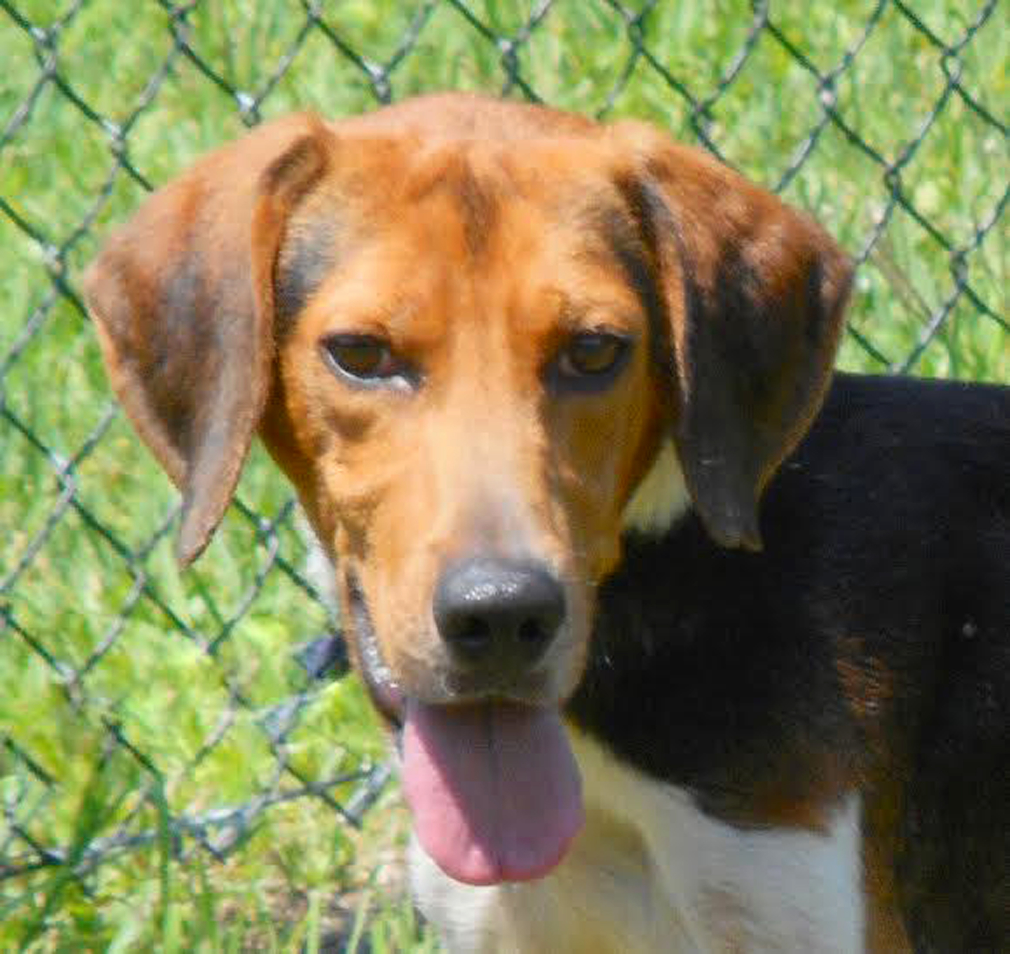Buck, 31793449, is a male, 4-year-old, hound mix, available at Flagler Humane Society. Courtesy photo