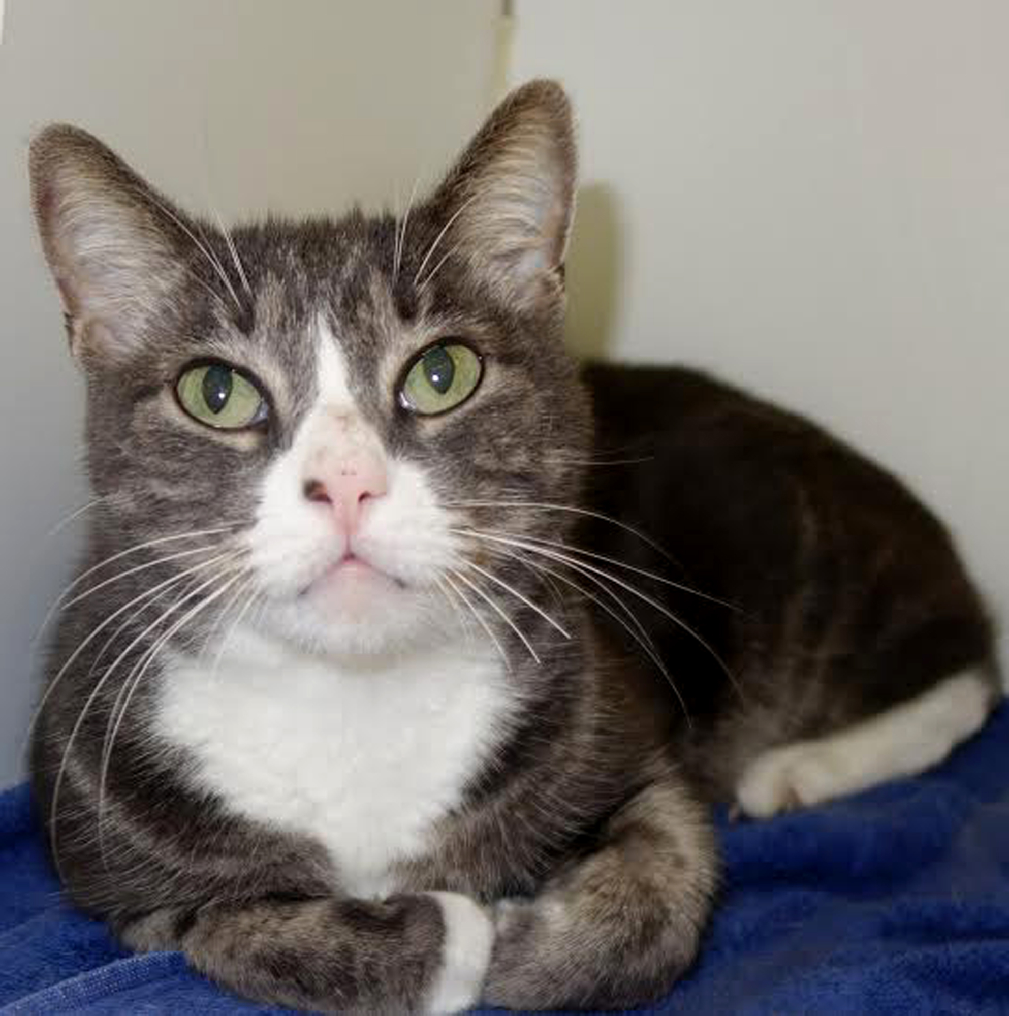 Fox, 31675170, is a 4-year-old, male cat, available at Flagler Humane Society. Courtesy photo