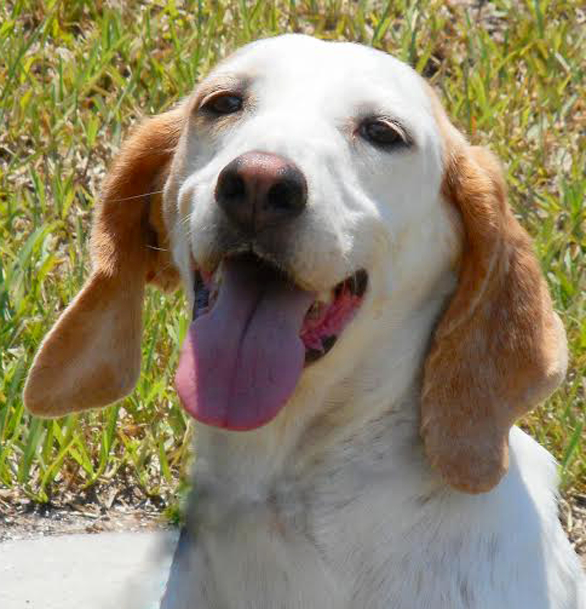 Smiles, 31820564, is a female, 7-month-old, hound mix, available at Flagler Humane Society . Courtesy photo