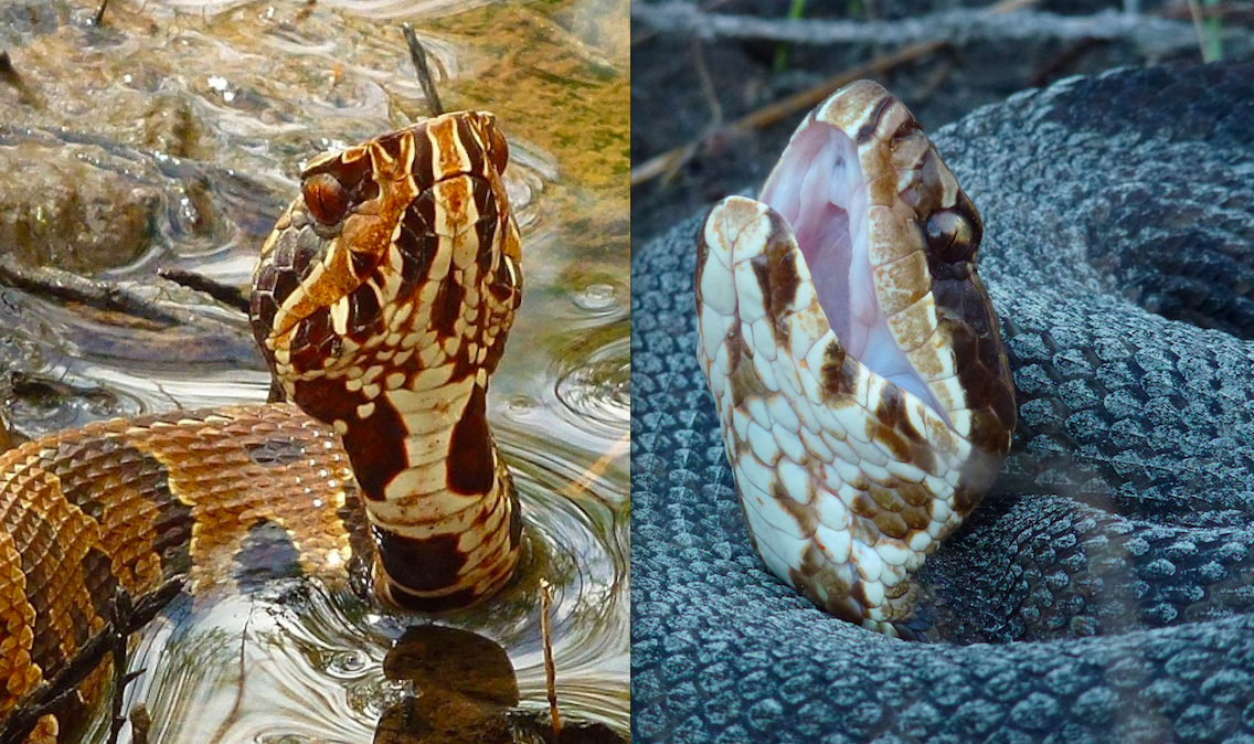 Young cottonmouth water moccasins have patterned rust-colored and brown markings (left), while older ones may look solid dark brown or black, with patterns only visible on their heads (right). (Photos by Jonathan Simmons)