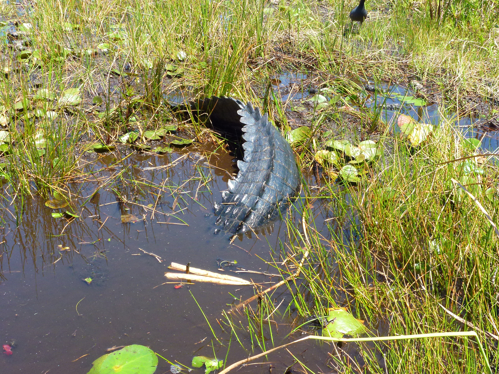 It doesn't take much water to hide a big gator. (Photo by Jonathan Simmons)