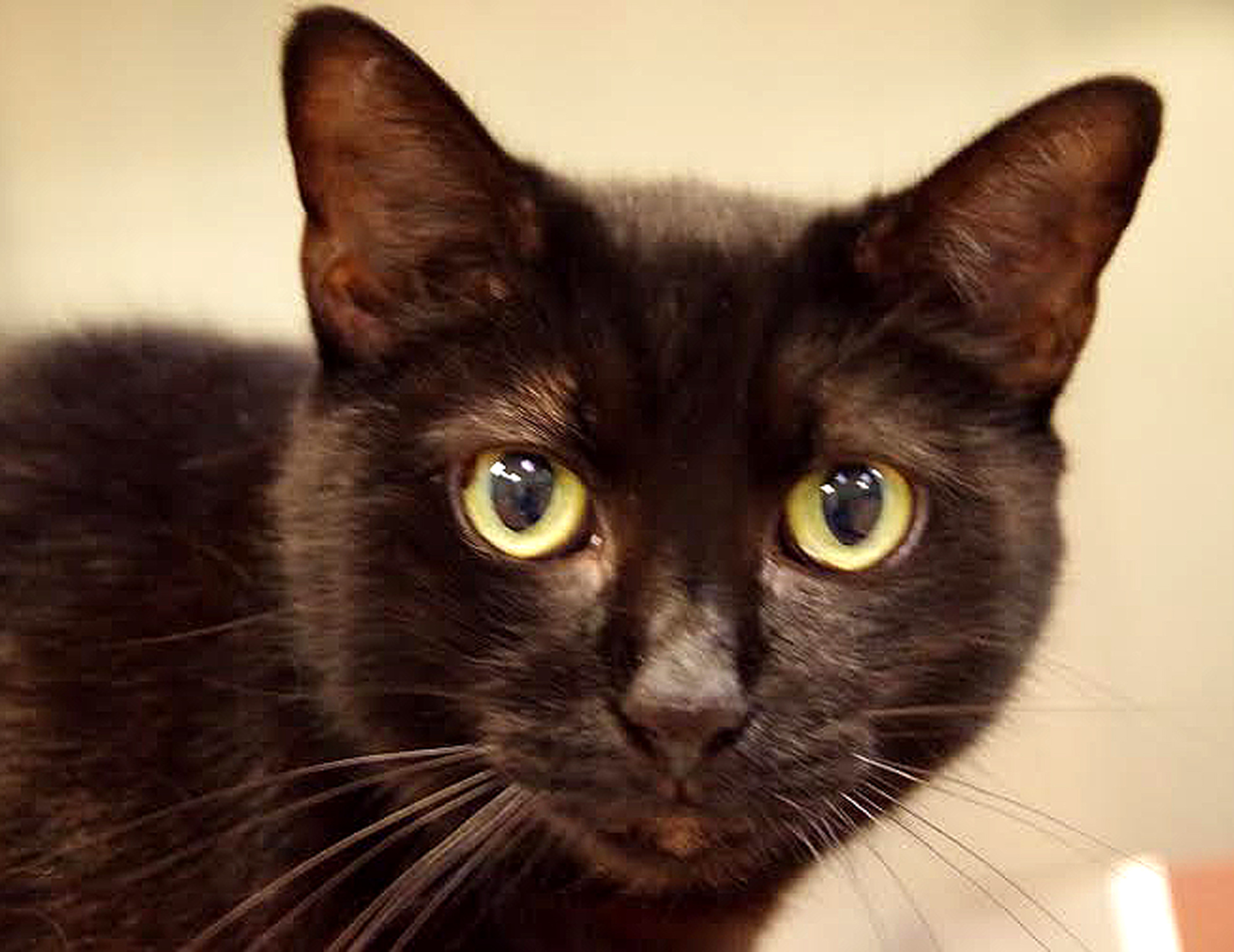 Ronda, 31269236, is a 5-year-old, female cat, available at Halifax Humane Society. Courtesy photo.