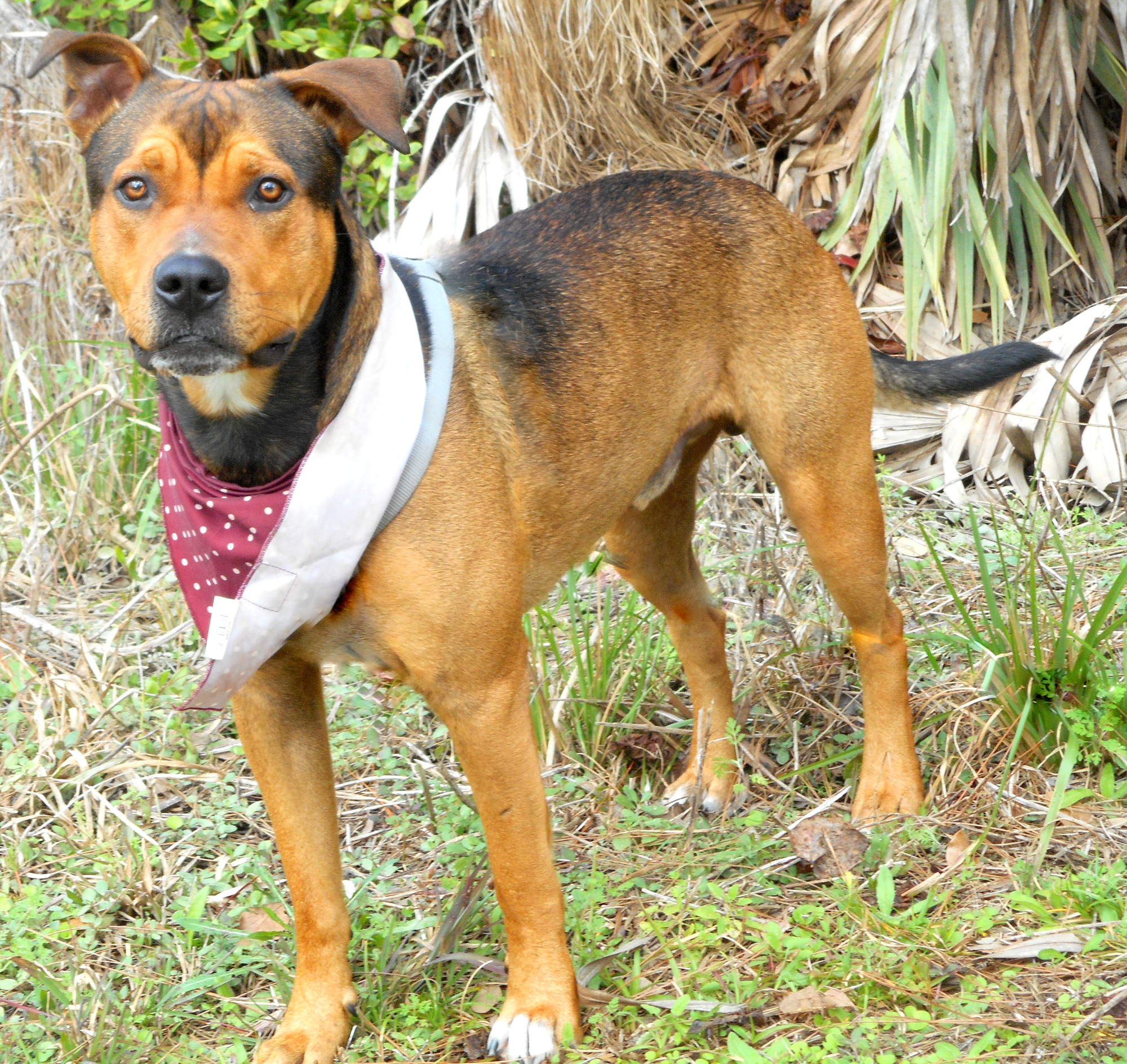 Nite Owl - 37460189, 5-year-old male terrier/rotty mix. Photo courtesy of Katie Share