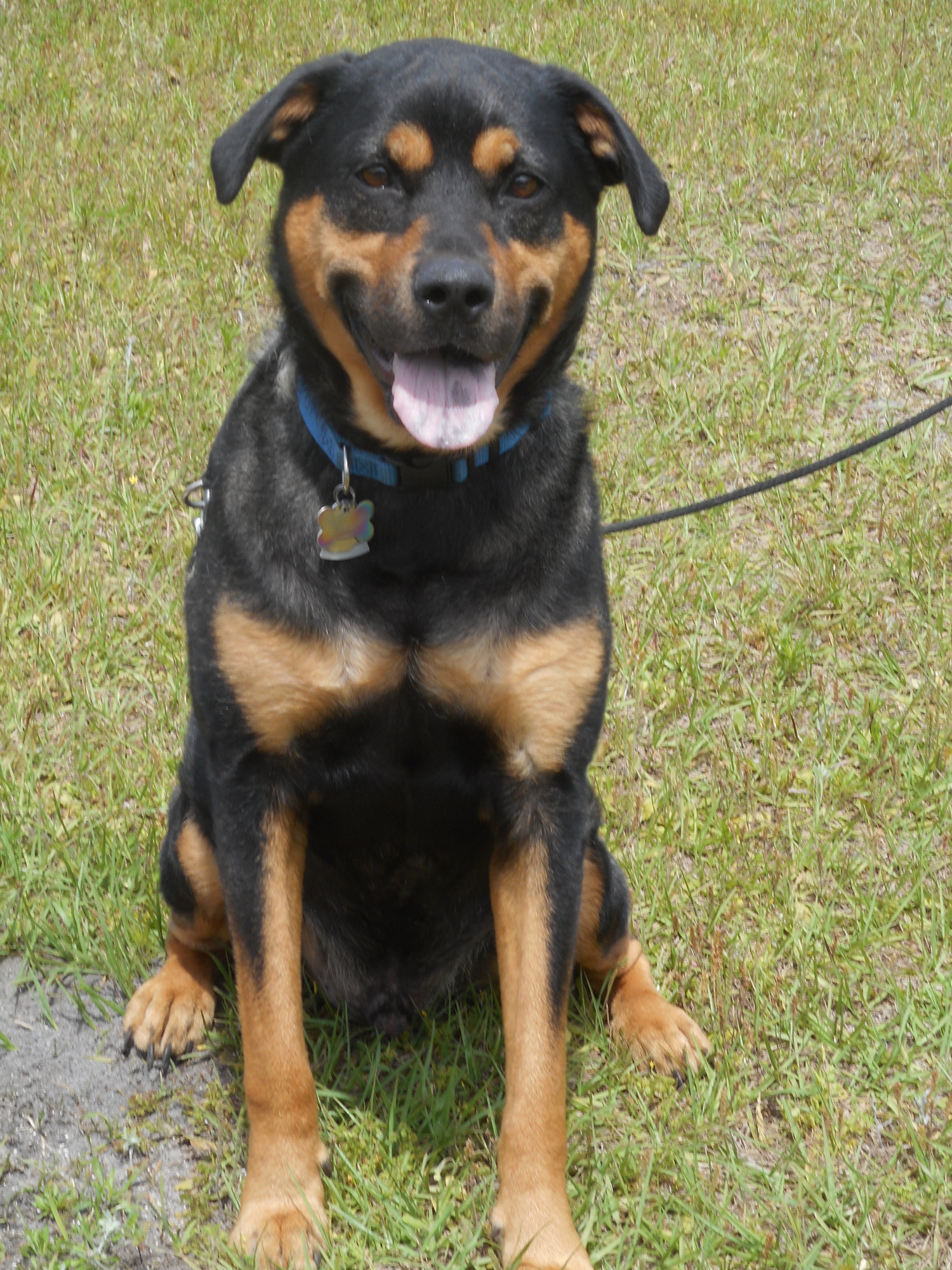 Bruno – 38140733: 4-year-old male lab/rotty mix. Photo courtesy of Katie Share