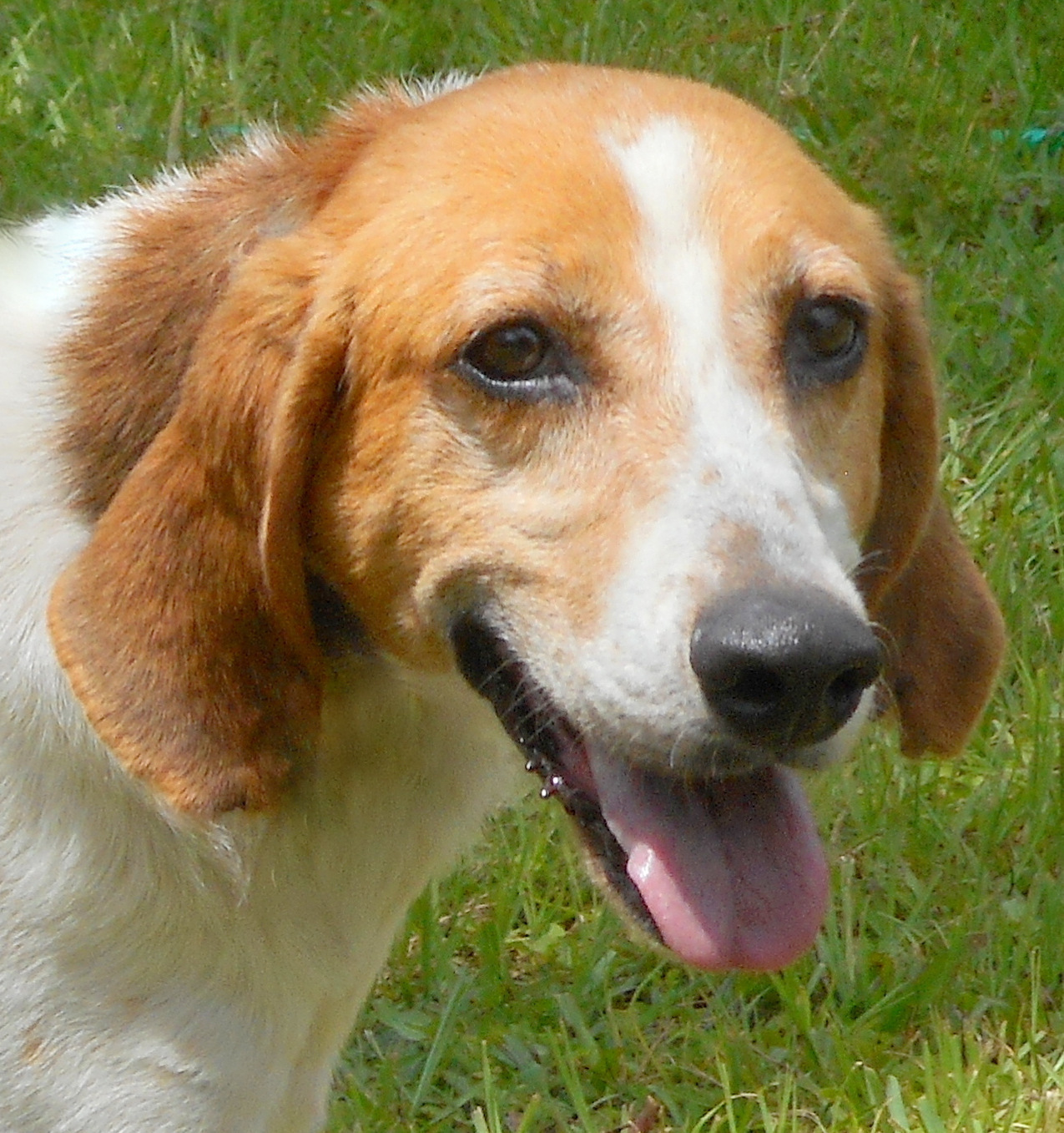 Stephen – 38543536; 7-year-old male hound mix. Photo courtesy of Katie Share