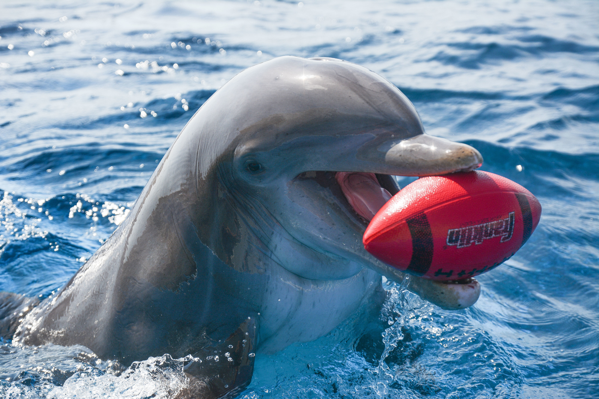Sunny plays with a football, which is one of the objects Marineland refers to as a 