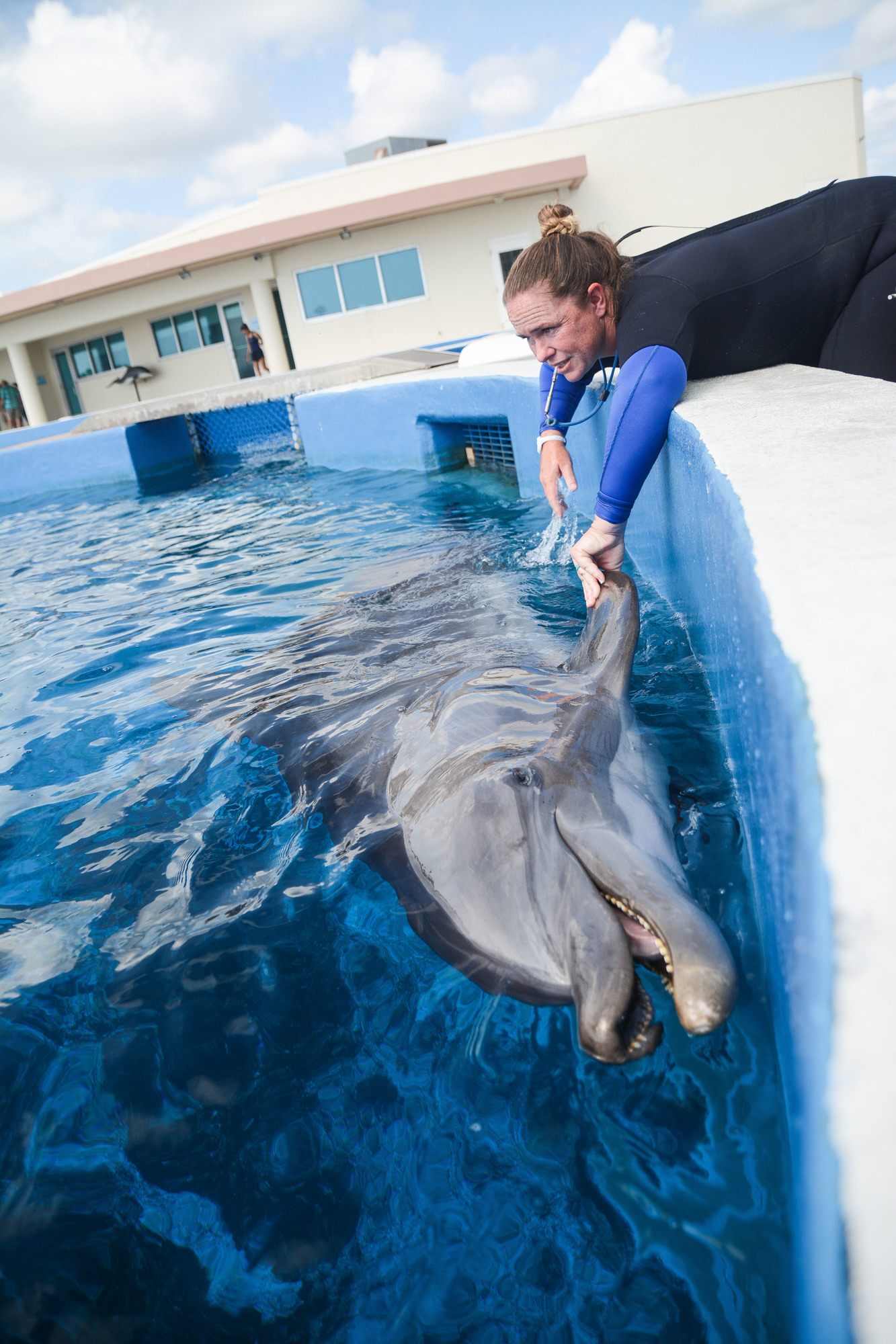 Julie Wendt, associate curator of animal training, inspects Zac's flipper in one of the seven pools at Marineland. Photo by Paige Wilson
