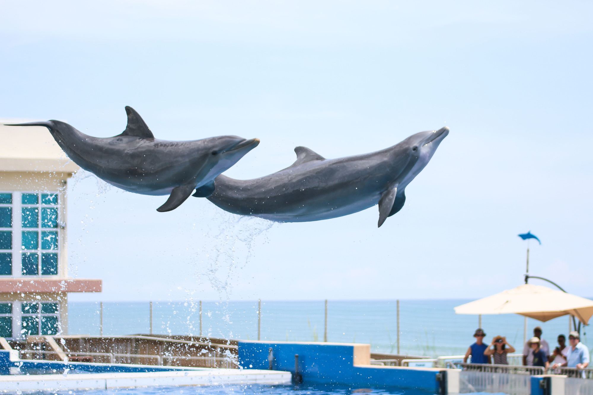 Coquina and Casique jump gracefully out of the water as spectators watch. The trainers use a specific hand signal to instruct the dolphins to jump for exercise purposes. Photo by Paige Wilson