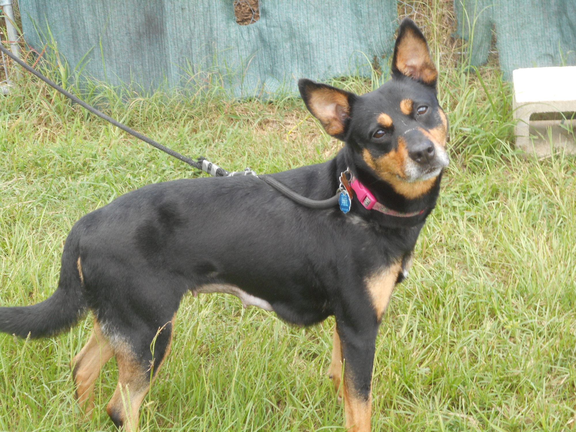 Princess – 38680165: 5-year-old female dobie mix. Photo courtesy of Flagler Humane Society