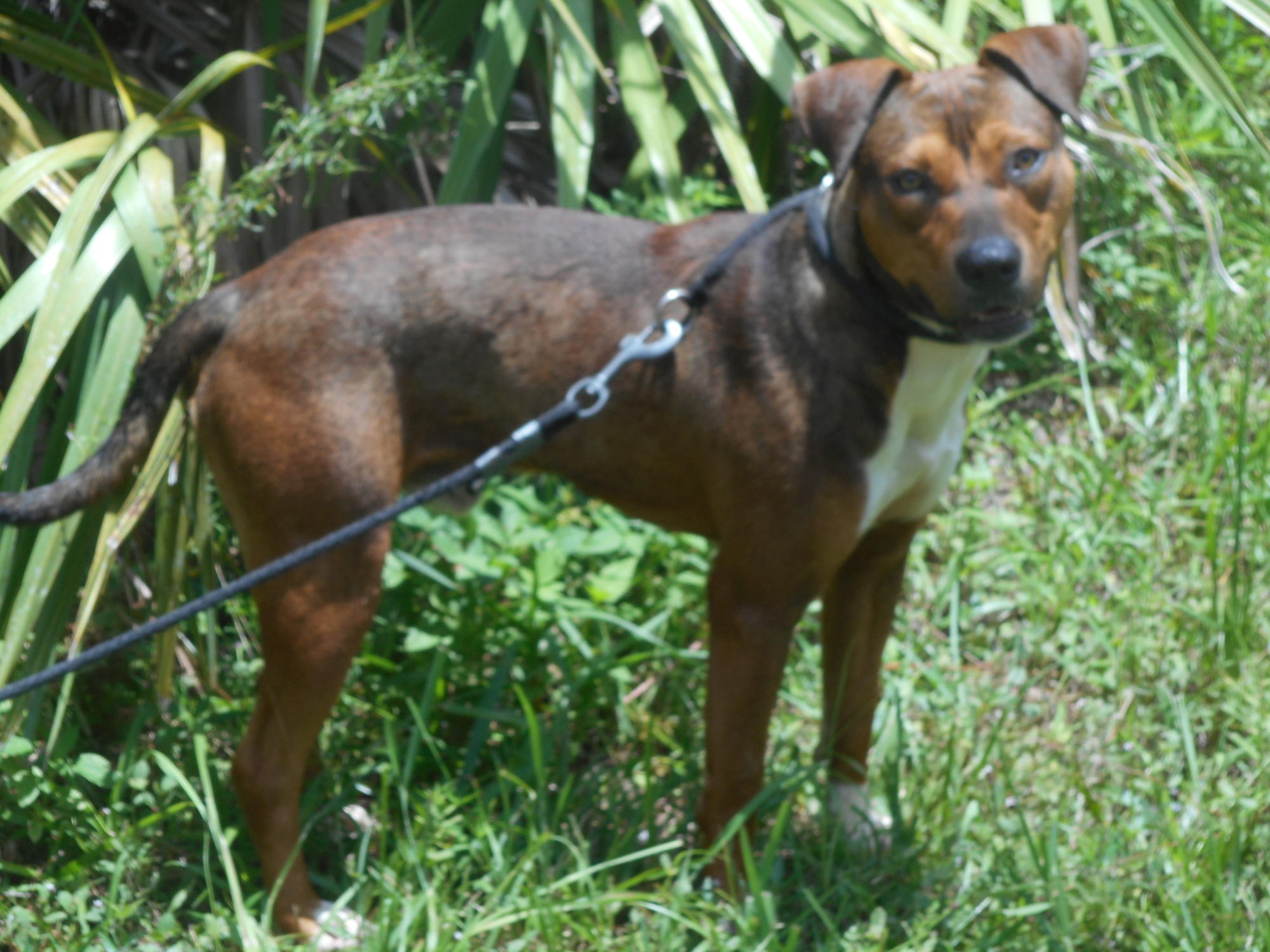 Roy – 39177626: 1-year-old male hound/shep mix. Photo courtesy of Flagler Humane Society