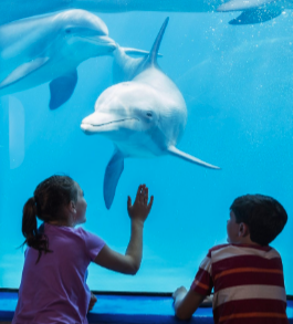 Marineland Dolphin Adventure is set to launch two new offers: a special Florida resident discount program and a Behind the Sea Park Pass. Courtesy photo