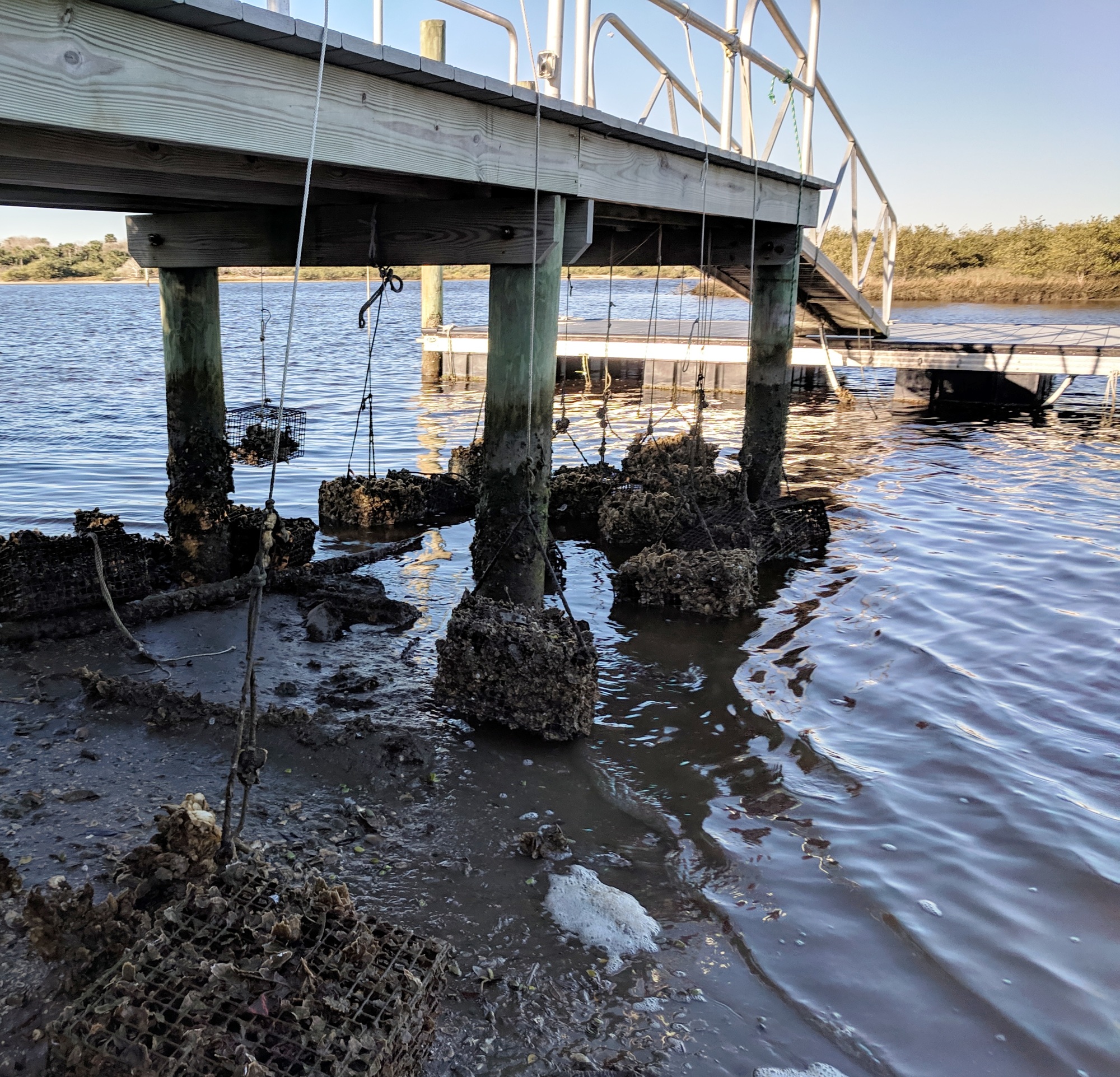 The University of Florida’s Whitney Laboratory for Marine Bioscience is seeking volunteers to become oyster gardeners as part of the lab’s oyster restoration initiative