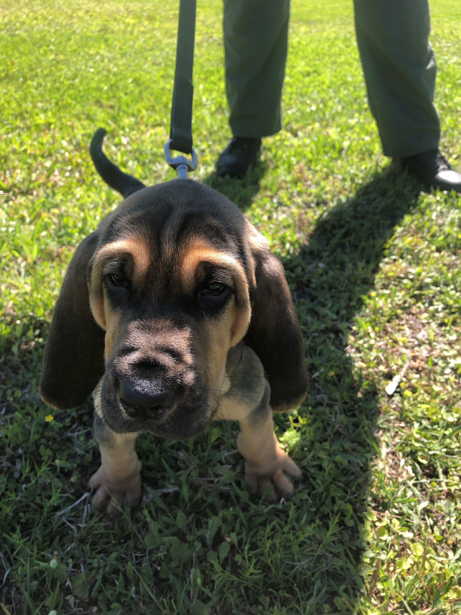 What should this bloodhound's name be? Photo courtesy of FCSO