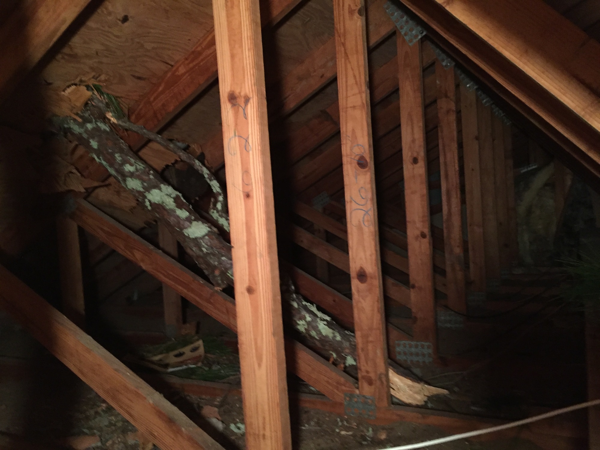One limb pierced the attic. (Courtesy photo)