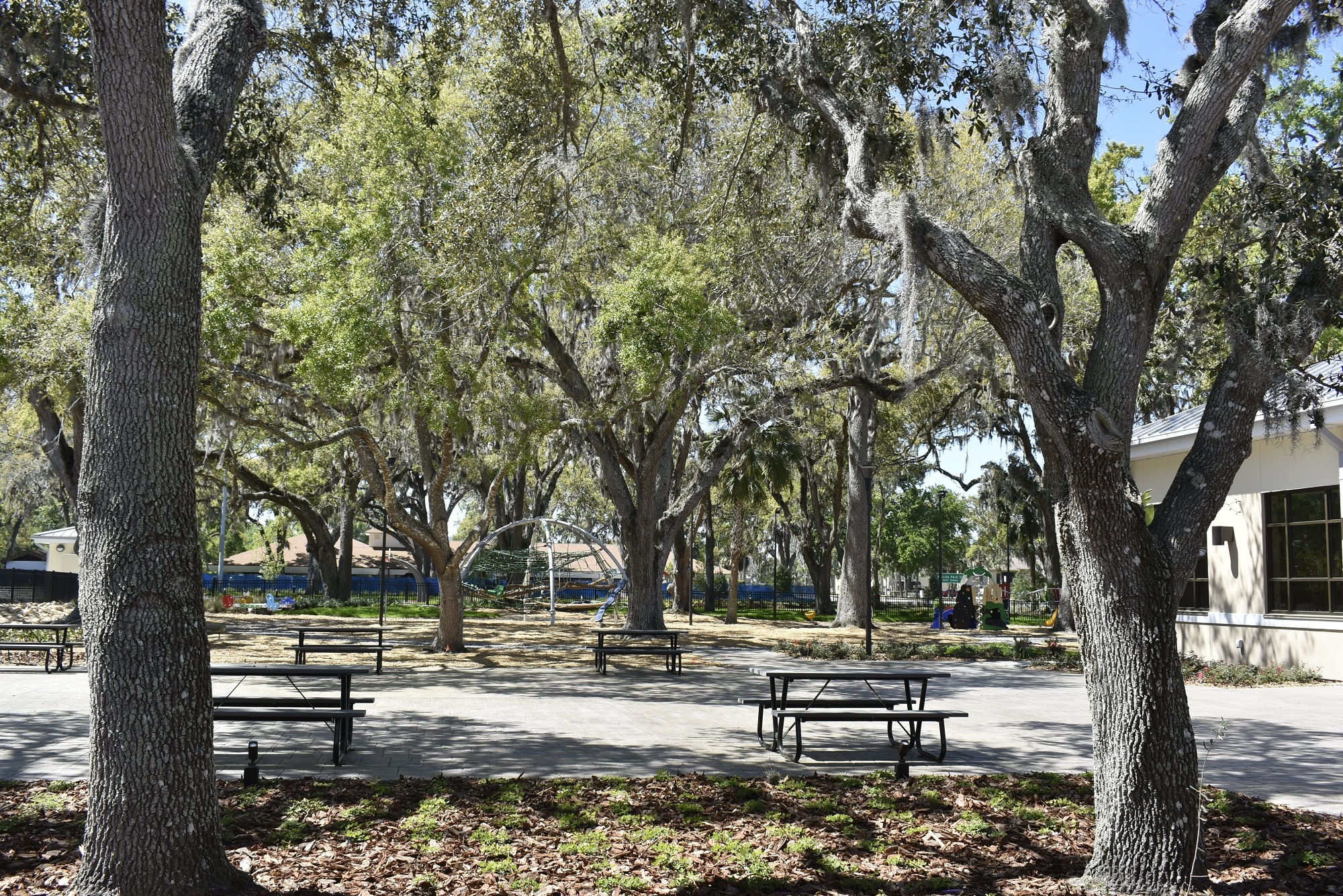Historic oaks were preserved during construction of the playground at the Palm Coast Community Center. Courtesy photo