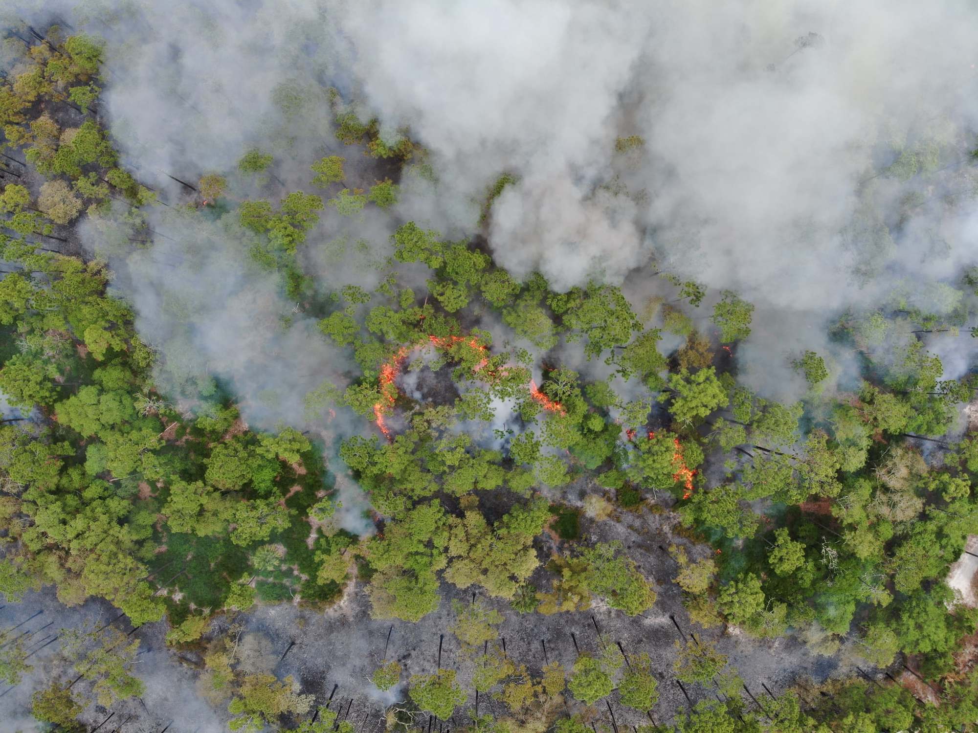Prescribed fire in Princess Place Preserve. Photo captured by Flagler County's drone team.