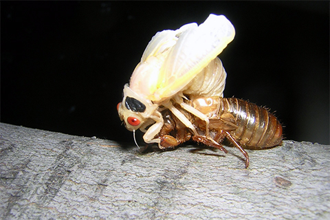 A cicada sheds its exoskeleton. Photo courtesy of the Pennsylvania Department of Conservation and Natural Resources