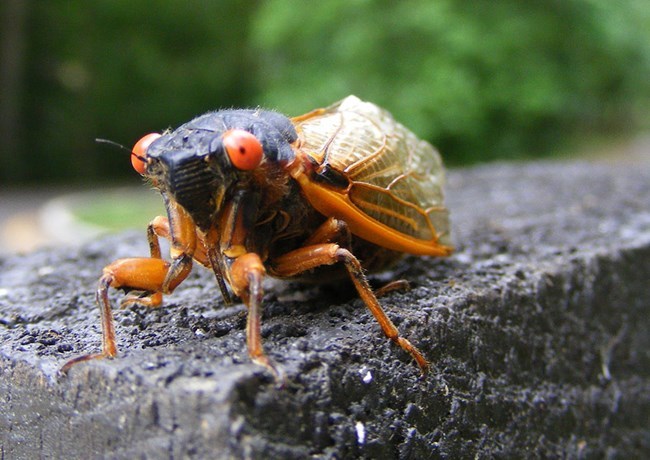 A periodical cicada. Photo courtesy of the National Park Service