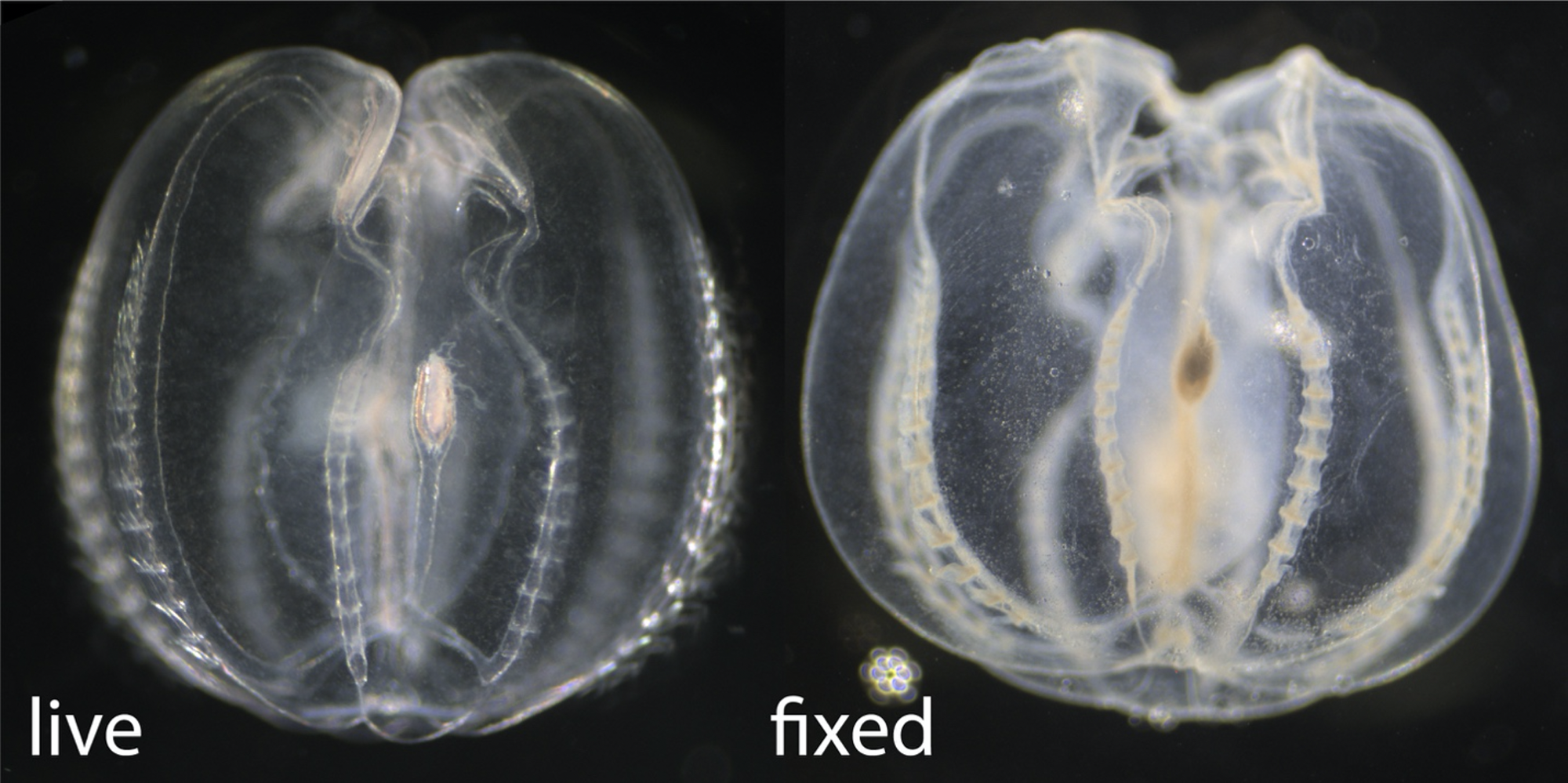 Microscope pictures of a live comb jelly (left) compared to a comb jelly preserved with Rain-X (right). Scientists preserve animal tissues to learn more about the molecular and cellular details of biological processes.