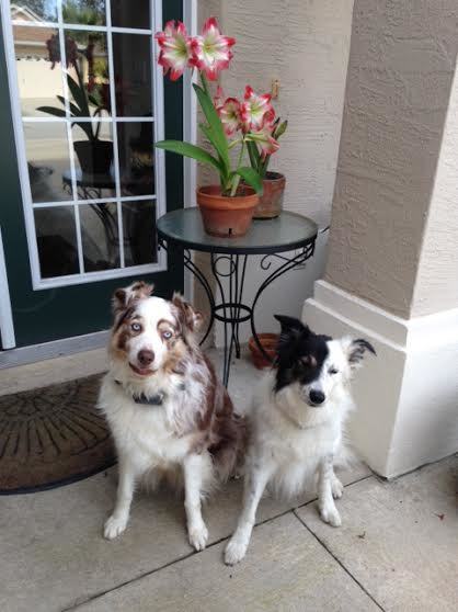 Taz and Tally are our Guest Pets of the Week. Courtesy Photo