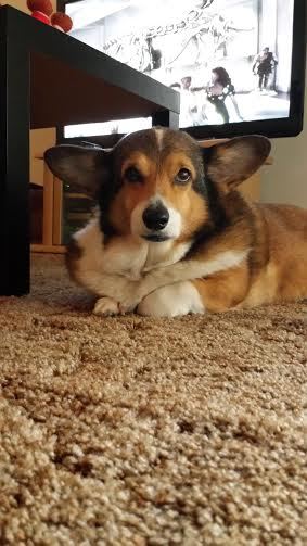 Missy is a corgi. Nothing more needs to be said. Courtesy photo