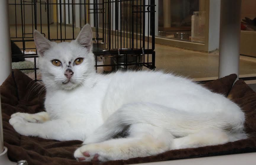 Muffin, 31031443, us a 2-year-old female cat available for adoption at Flagler Humane Society. Courtesy photo