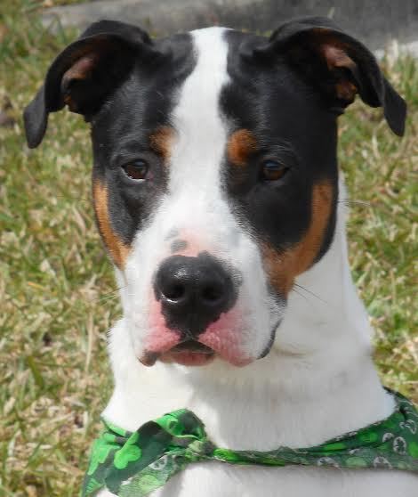 Pork Chop, 30220507, is a 5-year-old male pointer mix available for adoption at Flagler Humane Society. Courtesy photo